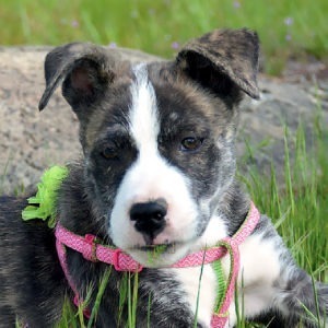 Quartz - Female, Terrier Mix