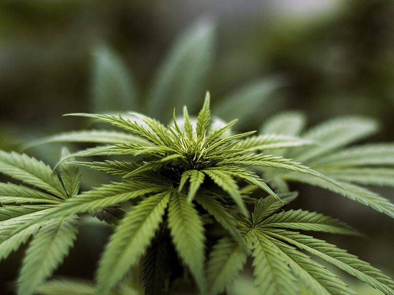 Illegal marijuana grow operation in Lake Elsinore