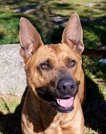 DELTA - Female German, Shepherd Mix