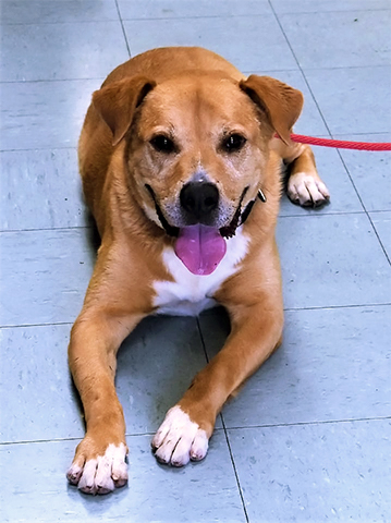 JOJO – Labrador Mix White/Tan