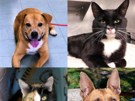 Pet Of The Week 20190705