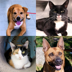 Pet Of The Week 20190705