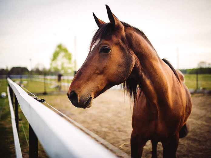 Horses for Veterans with PTSD