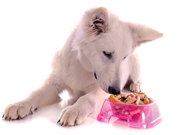 Home-cooked meals for your dog!