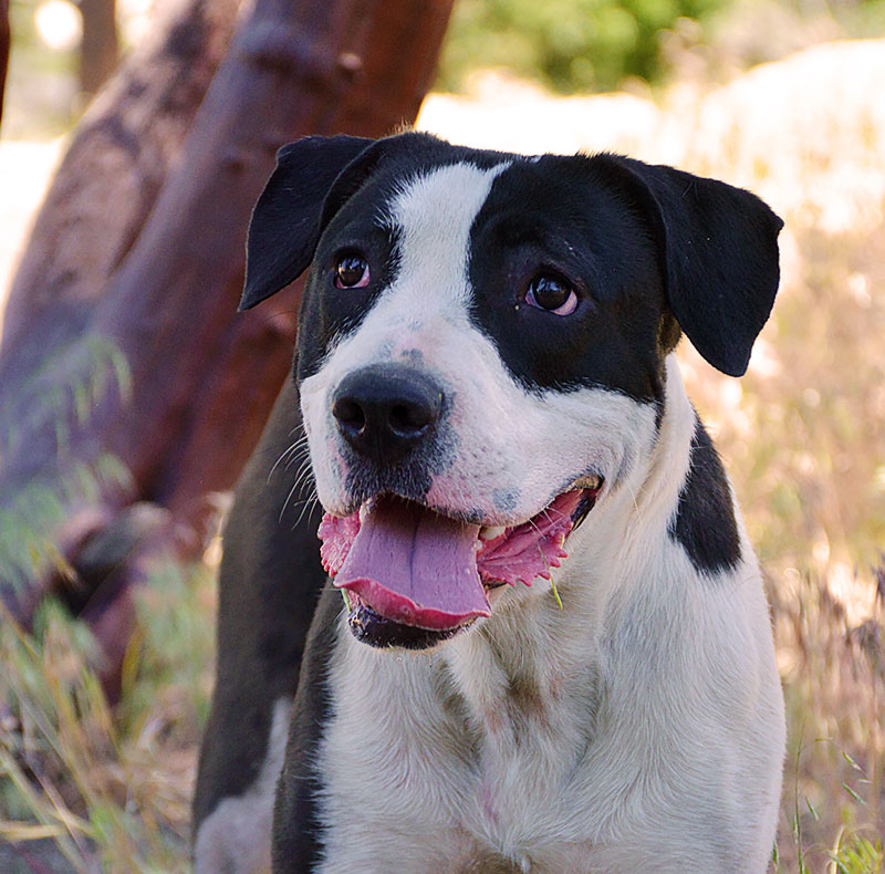 Lola - Female Terrier/Hound Mix DOB: 4/4/17