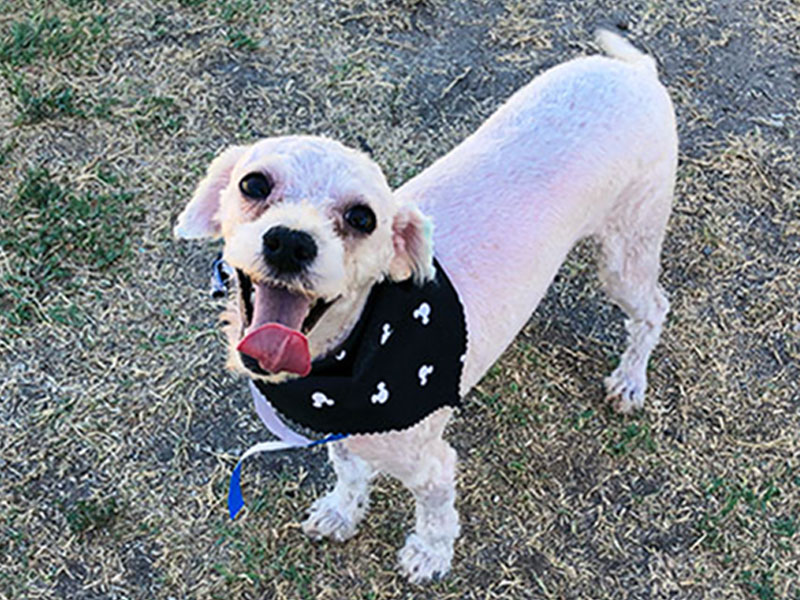 Micky - Poodle Miniature mix / white