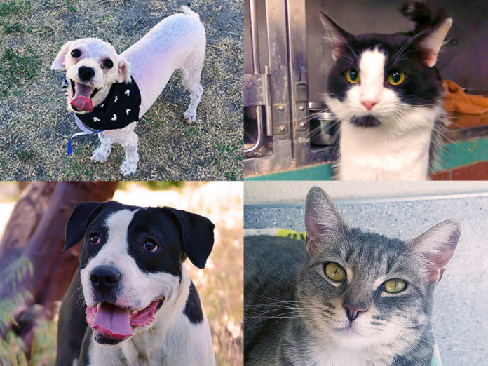 Pet of the Week – 08/09/2019