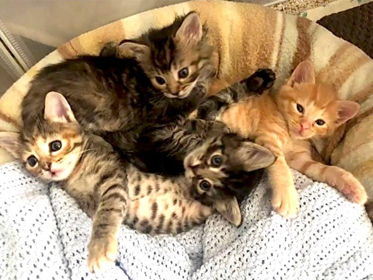 ARE Animal Rescue in Hemet, CA, Recognized Nationally for Saving Pets