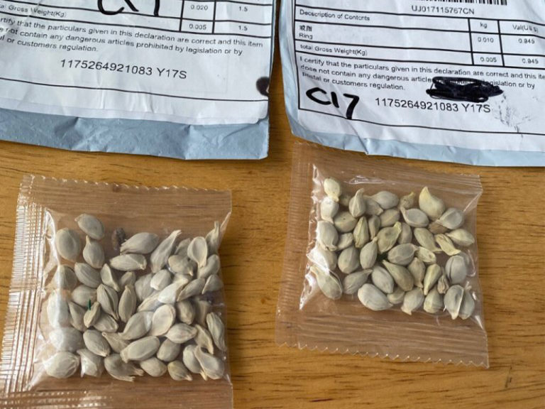Mysterious seed packets from China have been showing up nationwide