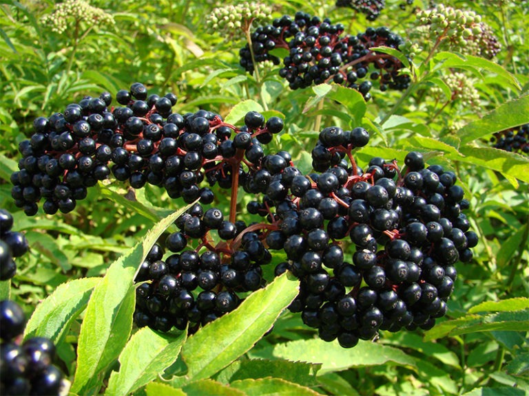 Herbal Elderberry Supplements Support Sleep and Immunity