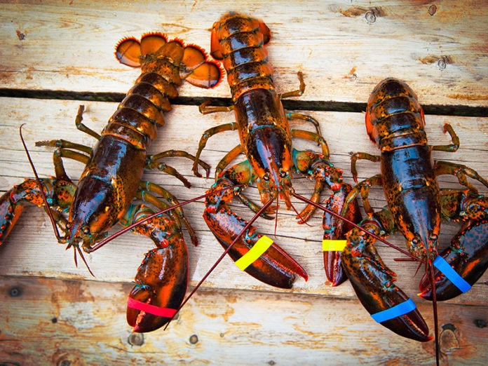 lobster