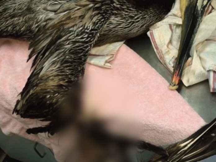 brown-pelican