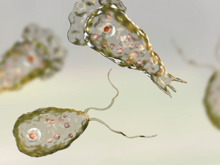 5 Key Facts About Brain-Eating Amoebas