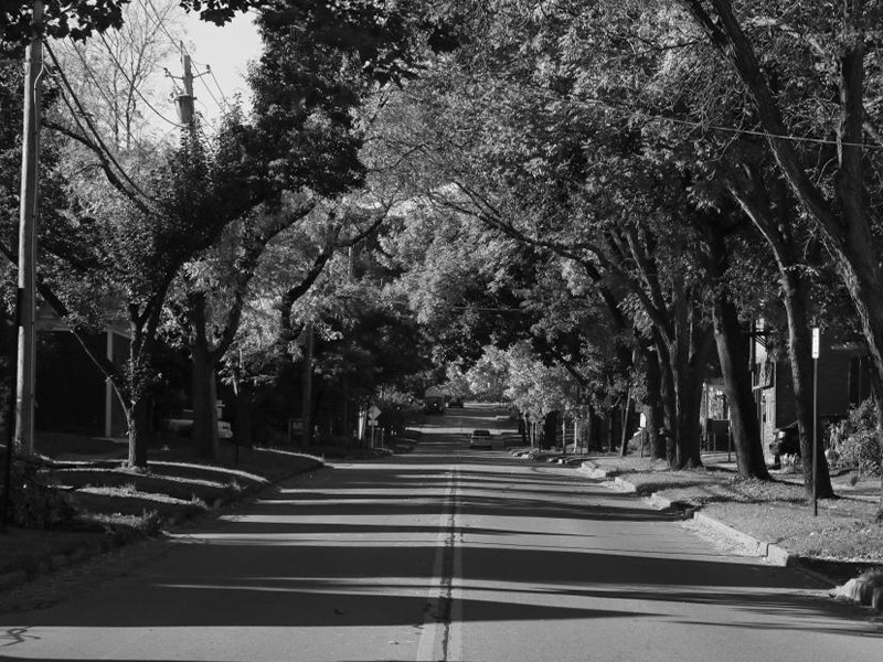 Urban trees cool the air and save lives. Why aren’t there more of them