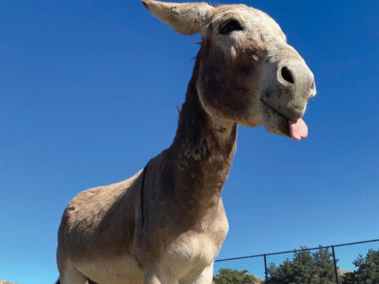 How the donkeys at UCR became our newest fascination