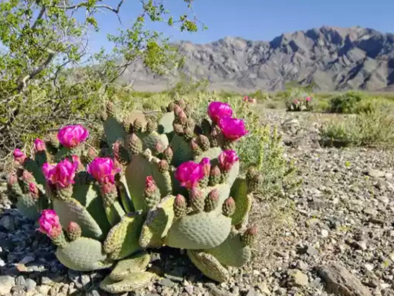 Funding desert conservation will help achieve climate goals