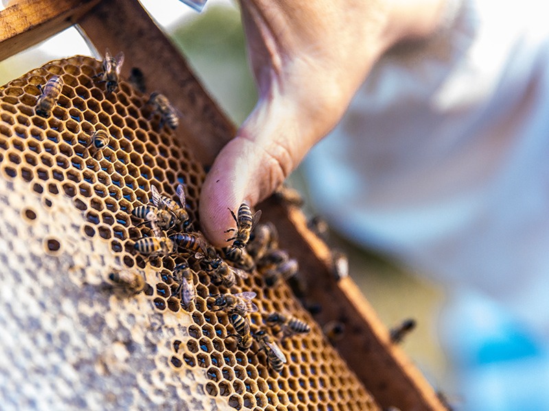 Hives Tracking Beekeepers using tracking devices to protect precious hives - The Hemet ...