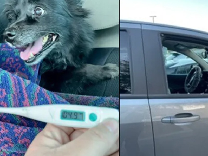 Dog left in hot car rescued in Riverside County The Hemet & San