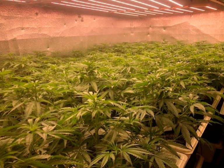 Marijuana Cultivation Arrest