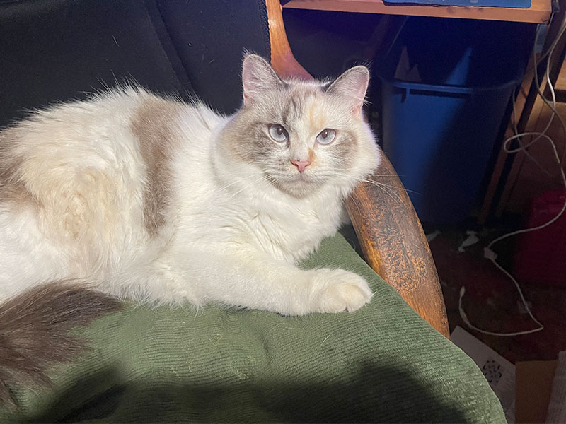 The importance of pets in your life The Hemet & San Jacinto Chronicle