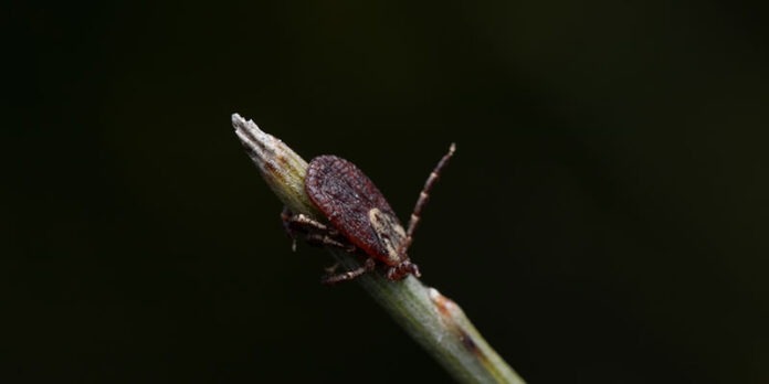 tick-01