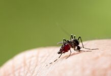 Disease Carrying Mosquitos Found In Riverside County: What To Know, How To Protect Yourself