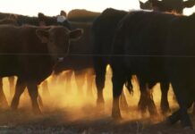 Why burgers cost so much right now