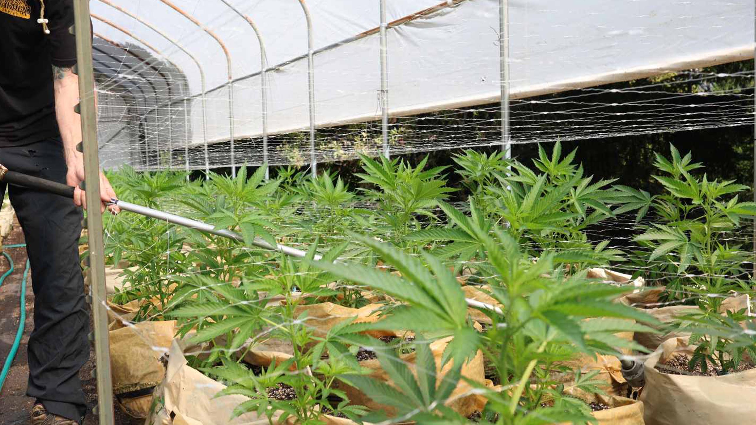 California Celebrates 10 Years of Legal Cannabis: Achievements and Challenges