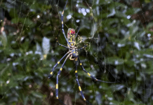 Large spiders the size of your palm are popping up across the U.S. Here’s why you shouldn’t be afraid