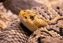 Rattlesnake Bites Spike in Ventura County as Warmer Weather Draws More People Outdoors