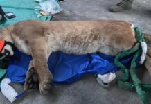 Mountain lion wanders near SoCal homes, crawls under a vehicle before being sedated