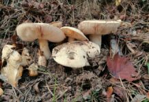 Toxic Wild Mushroom Poisonings Reach Record Levels Across California, Officials Warn Toxic Wild Mushroom Poisonings Reach Record Levels Across California, Officials Warn