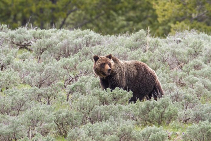 Should grizzly bears roam California again?