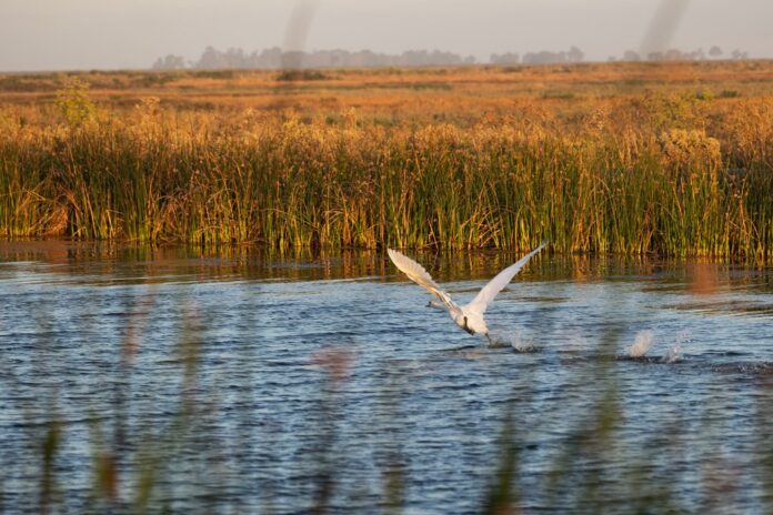Controversial swan hunt appears to work: California’s mute swan population drops