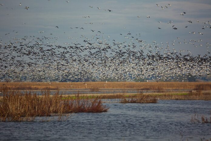 Where did the birds go? Once-abundant wetlands are drying up after federal staff cutbacks