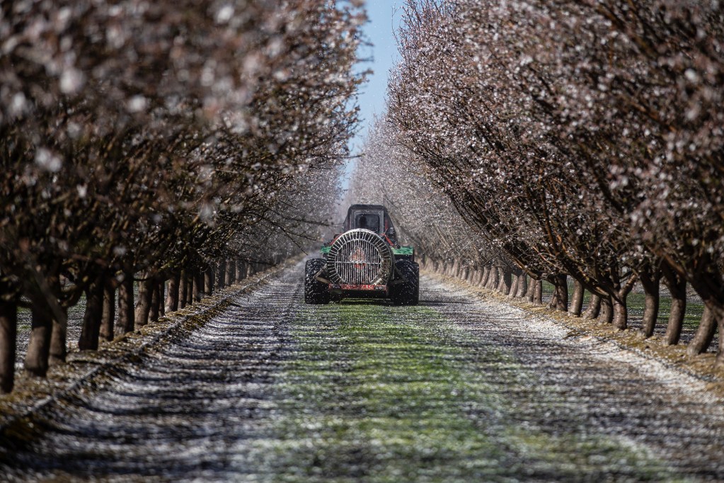 Fact Check: Do Almonds Really Consume More Water Than ChatGPT Queries, as Sam Altman Claims?